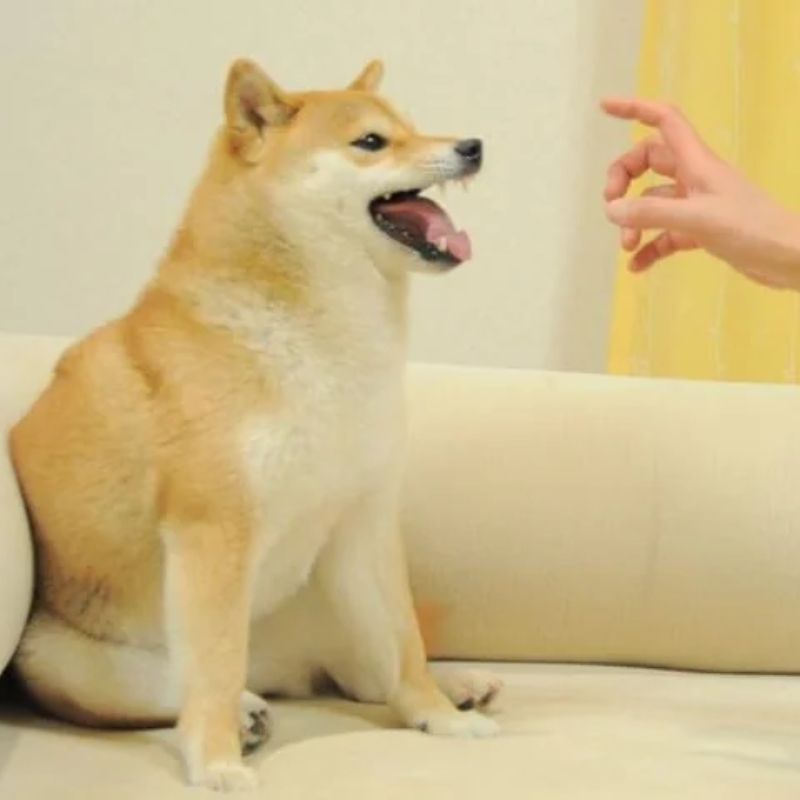 Tuyển tập 65+ ảnh Doge Meme hài hước, biểu cảm cưng xỉu 3 Doge meme xuất hiện từ đâu?