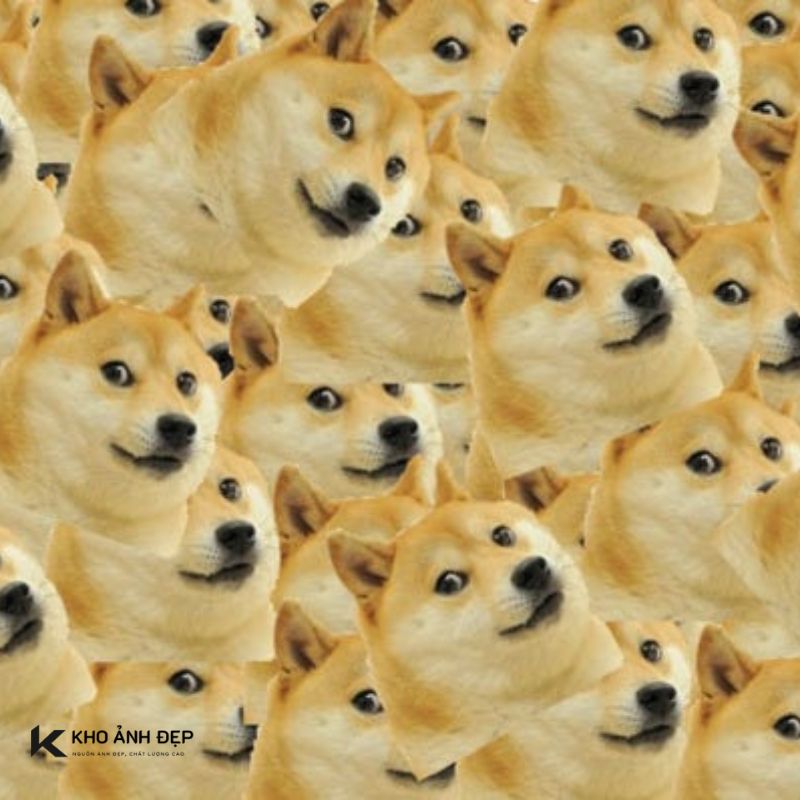 Tuyển tập 65+ ảnh Doge Meme hài hước, biểu cảm cưng xỉu siêu lầy