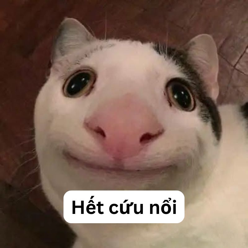 101+ Meme hết cứu cực hài, xem xong cười không ngậm được miệng 2 mèo hết cứu