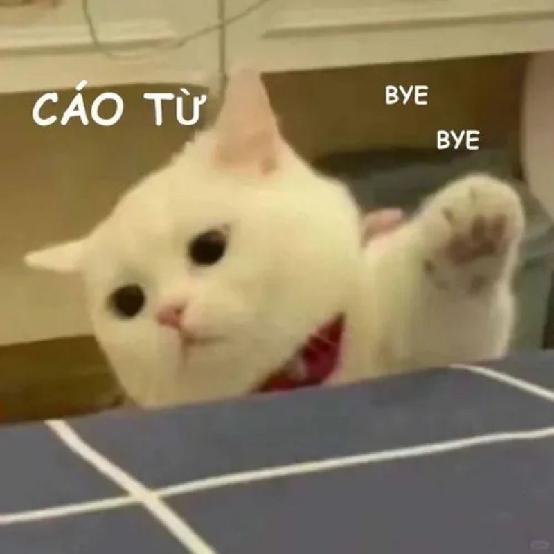 Sưu tầm 99+ meme cáo từ cực hài, cáo biệt theo kiểu giang hồ 15 Ảnh meme mèo cáo từ