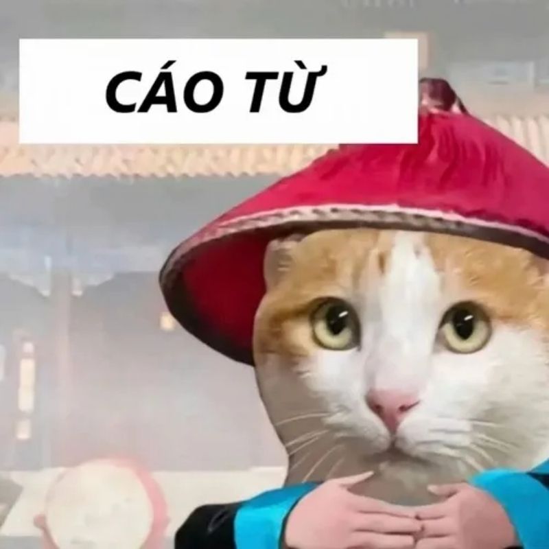 Sưu tầm 99+ meme cáo từ cực hài, cáo biệt theo kiểu giang hồ 16 meme mèo cáo từ