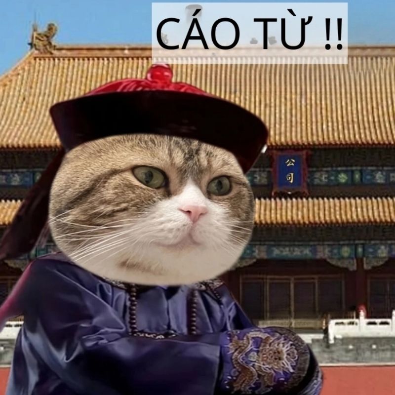 Sưu tầm 99+ meme cáo từ cực hài, cáo biệt theo kiểu giang hồ 17 meme cáo từ mèo