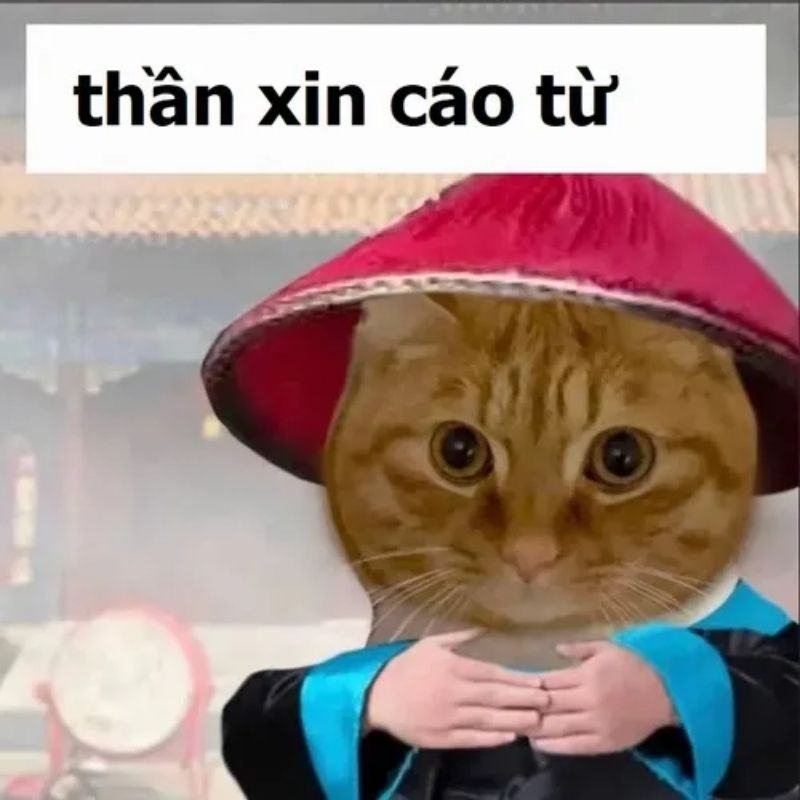 Sưu tầm 99+ meme cáo từ cực hài, cáo biệt theo kiểu giang hồ 18 meme mèo cáo từ hài