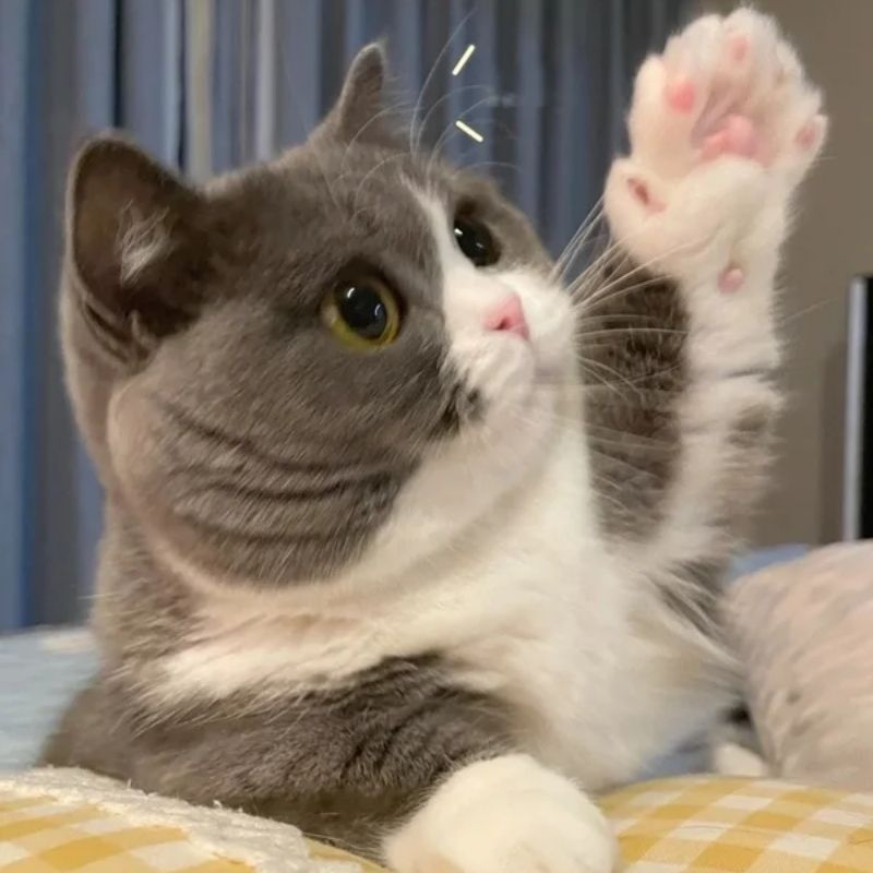 55+ meme giơ tay hài hước, lầy lội, siêu bựa, cà khịa đỉnh 20 ảnh meme giơ tay xin phép