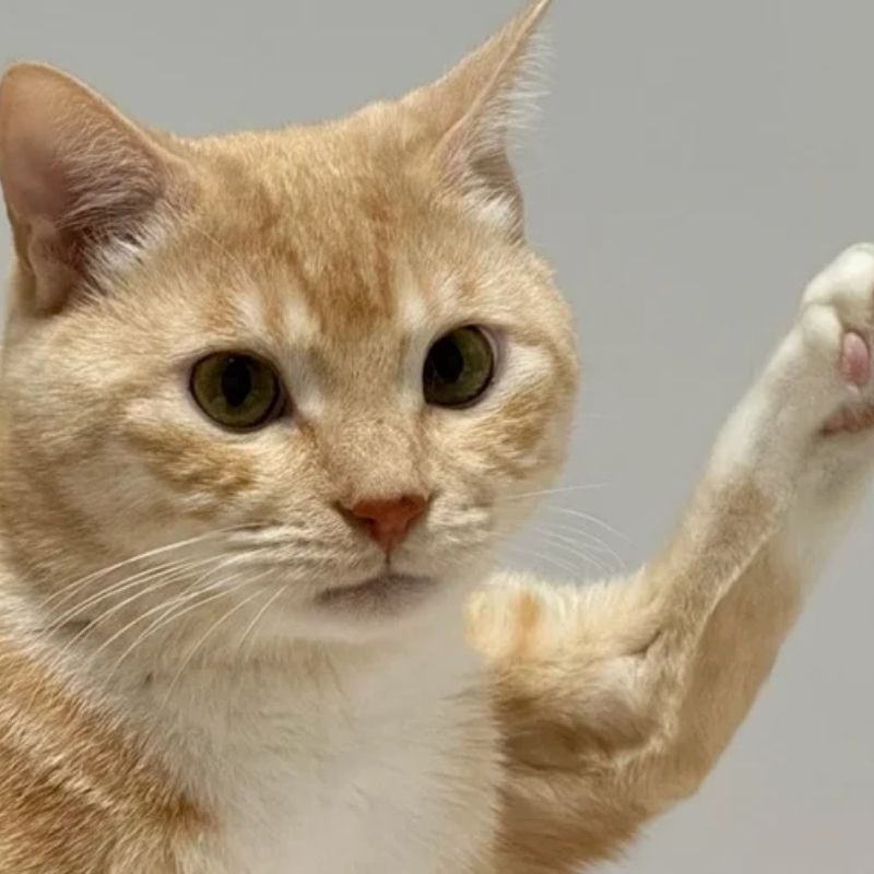 55+ meme giơ tay hài hước, lầy lội, siêu bựa, cà khịa đỉnh 21 meme giơ tay xin phép