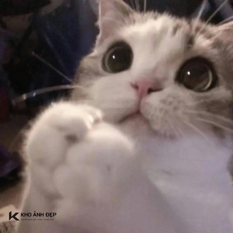 100+ meme lạy hài hước, cực bựa được dùng nhiều hiện nay 4 mèo chấp tay lạy