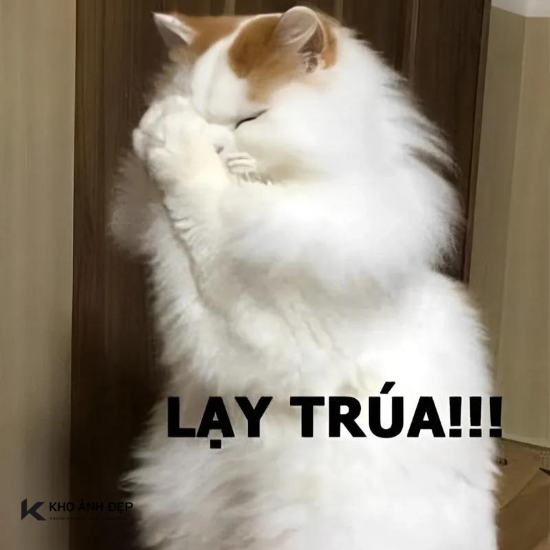 100+ meme lạy hài hước, cực bựa được dùng nhiều hiện nay 6 meme lay 09