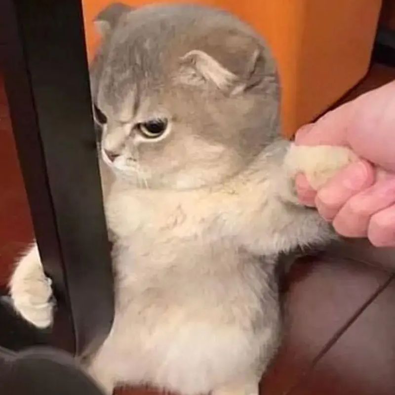 99+ Meme liếc mắt, liếc xéo, lườm cực hài hước, phán xét cực gắt 9 Meme mèo liếc hài bựa