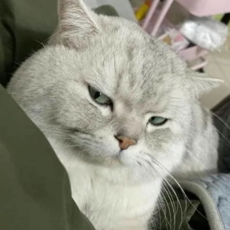 99+ Meme liếc mắt, liếc xéo, lườm cực hài hước, phán xét cực gắt 12 Meme mèo liếc xéo