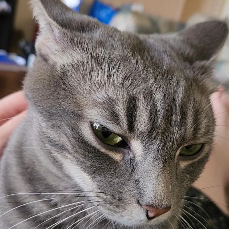 99+ Meme liếc mắt, liếc xéo, lườm cực hài hước, phán xét cực gắt 13 Meme liếc được dùng nhiều hiện nay