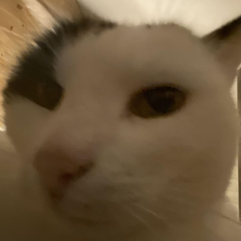 Meme phải chịu hot trend được chia sẻ rộng rãi trên Facebook TikTok