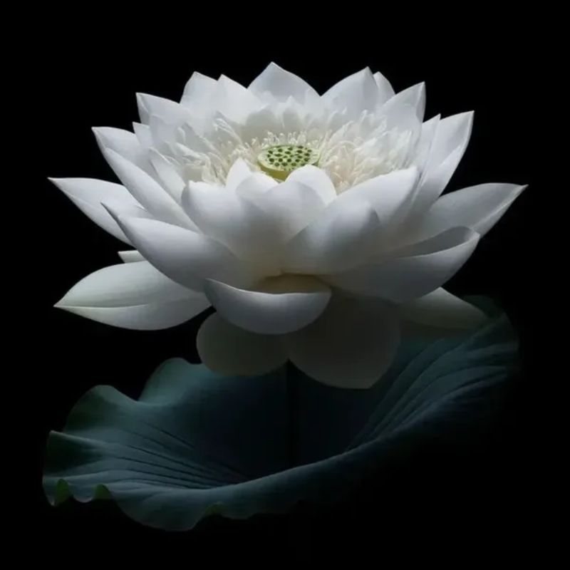 hình nền hoa sen đen trắng