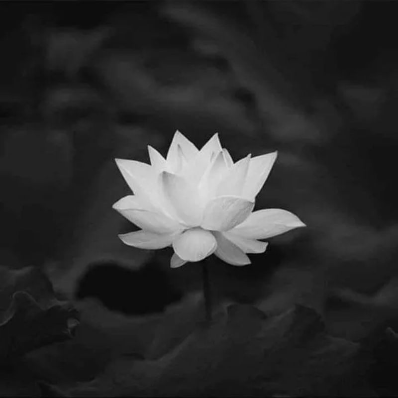 nên để avatar hoa sen trắng bao lâu