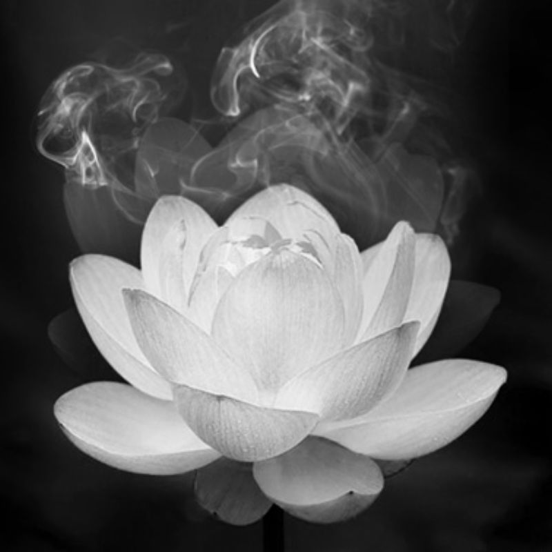 ảnh hoa sen đen trắng đám tang