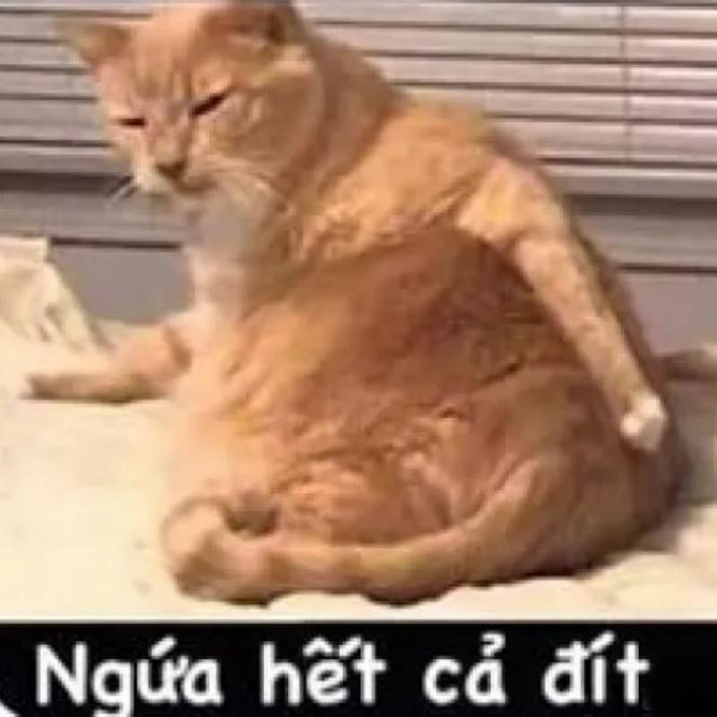 gãi mông meme hài hước