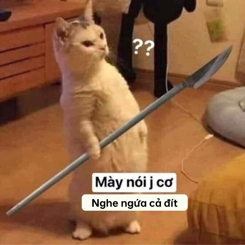 meme mèo nghe chuyện ngứa cả đít