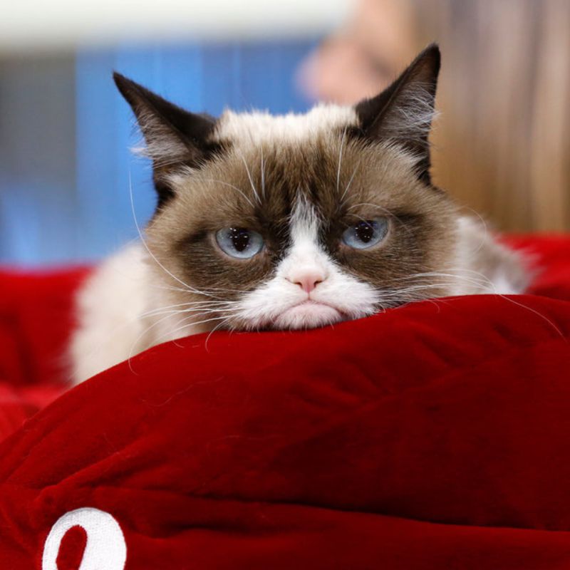Grumpy Cat tên thật là Tardar Sauce bị mắc chứng lùn ở mèo và móm nhẹ