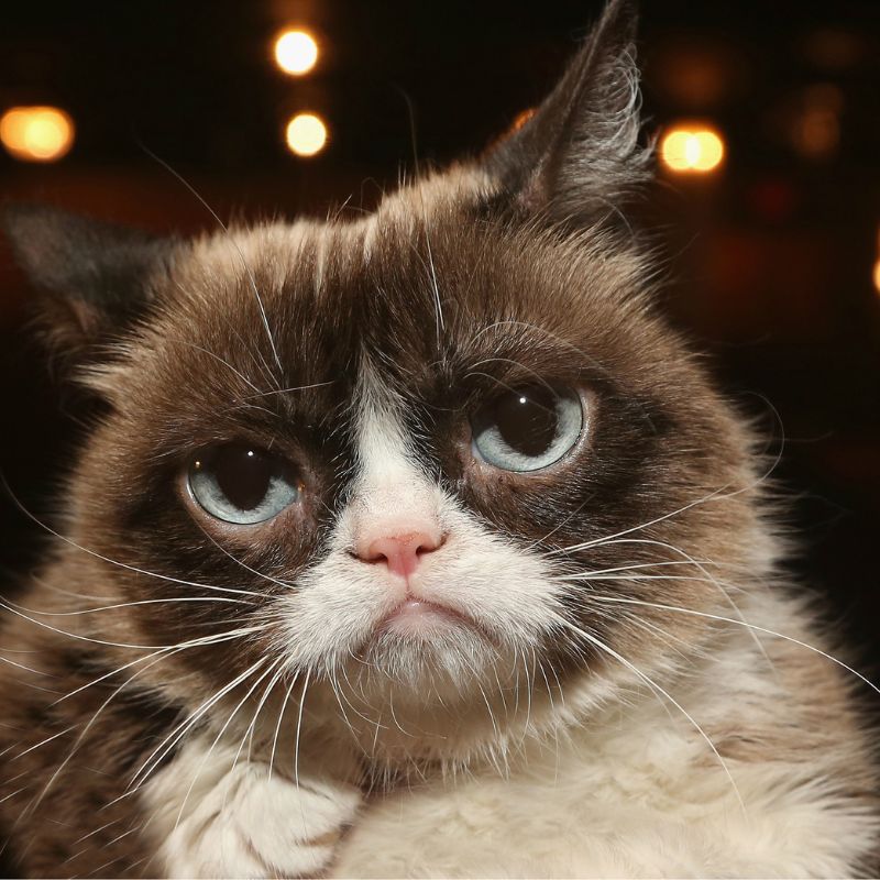 Khuôn mặt “khó ở” của chú mèo giống hệt cảm xúc mà nhiều người trải qua đã khiến Grumpy Cat viral
