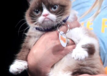 Grumpy Cat