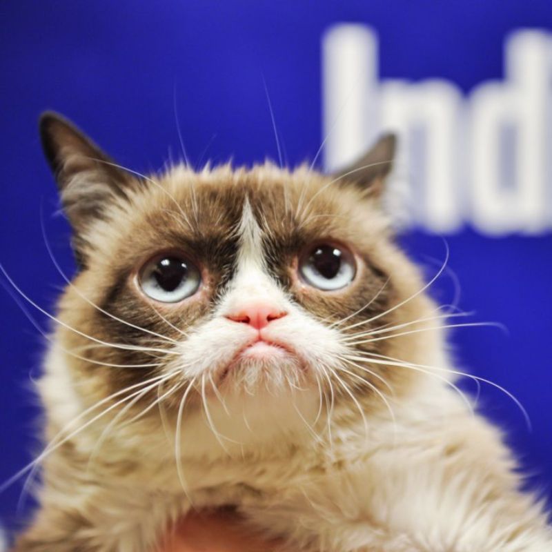 Dù đã ra đi nhưng Grumpy Cat vẫn là biểu tượng meme động vật nổi tiếng nhất lịch sử Internet