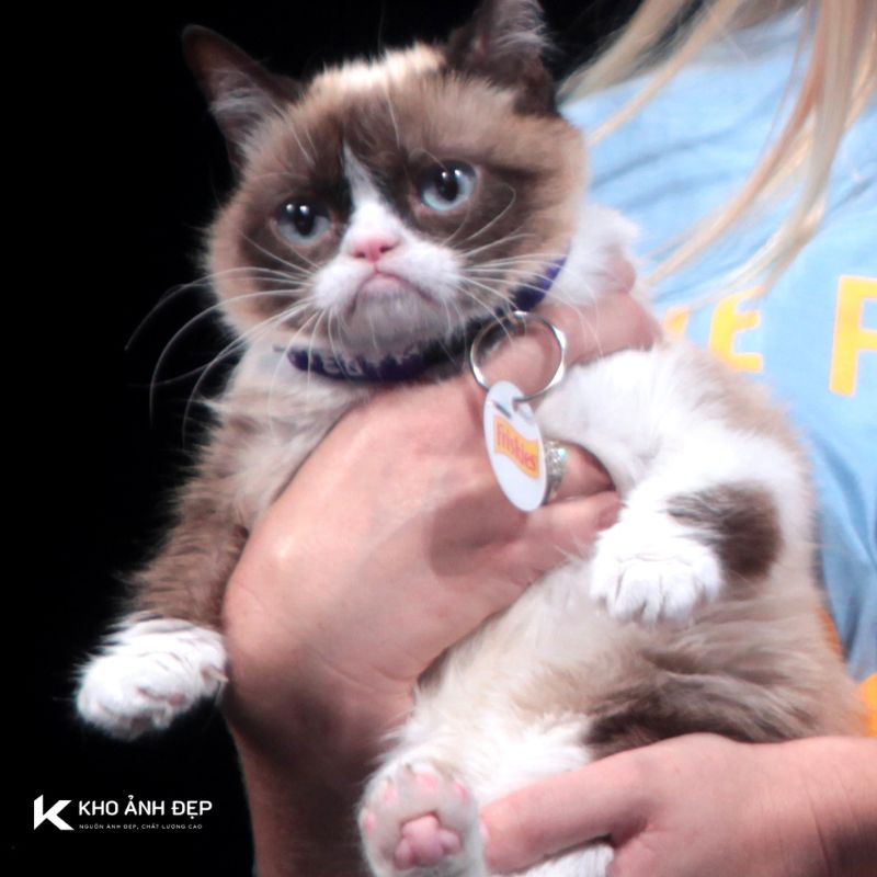 Grumpy Cat