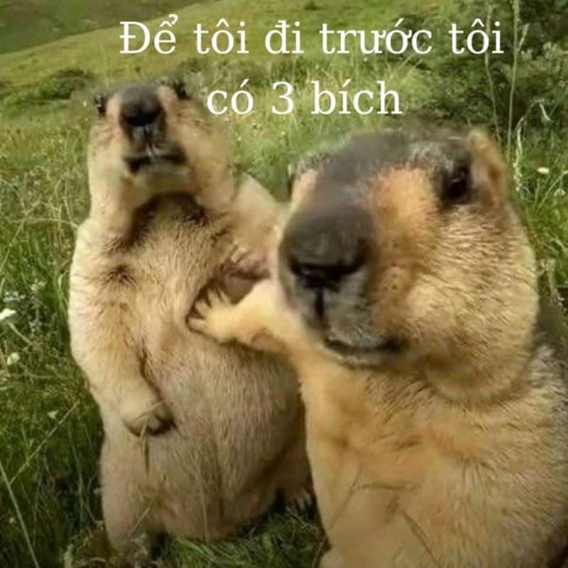 Bộ meme 3 bích chế "xin đi trước" cực bá đạo cho GenZ cmt dạo 3 Meme 3 bích được ưu tiên đi trước