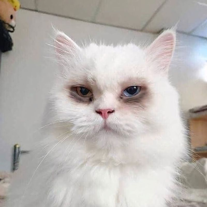 Meme mèo trắng bù ngủ thâm mắt