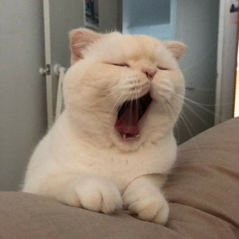 Meme mèo trắng ngáy ngủ