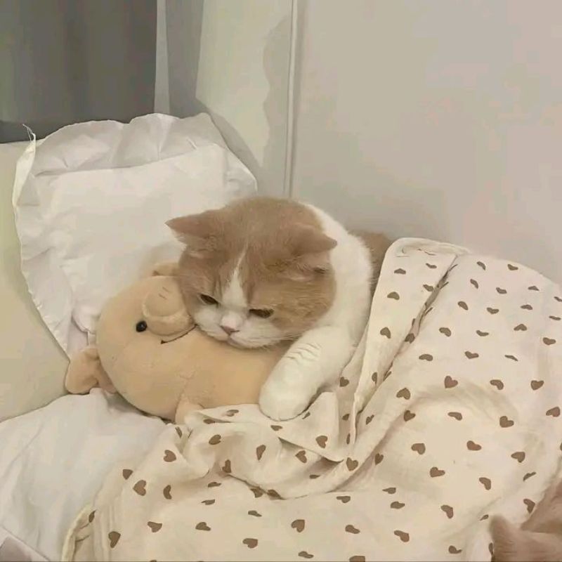 meme mèo buồn ngủ đáng yêu