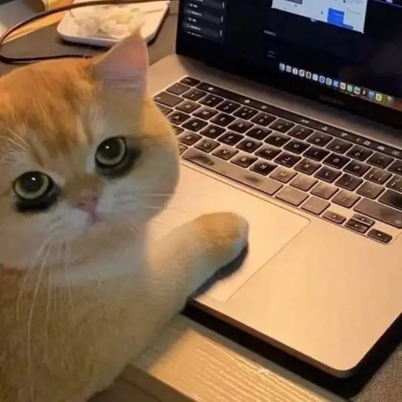Meme mèo bấm máy tính mất ngủ thâm mắt