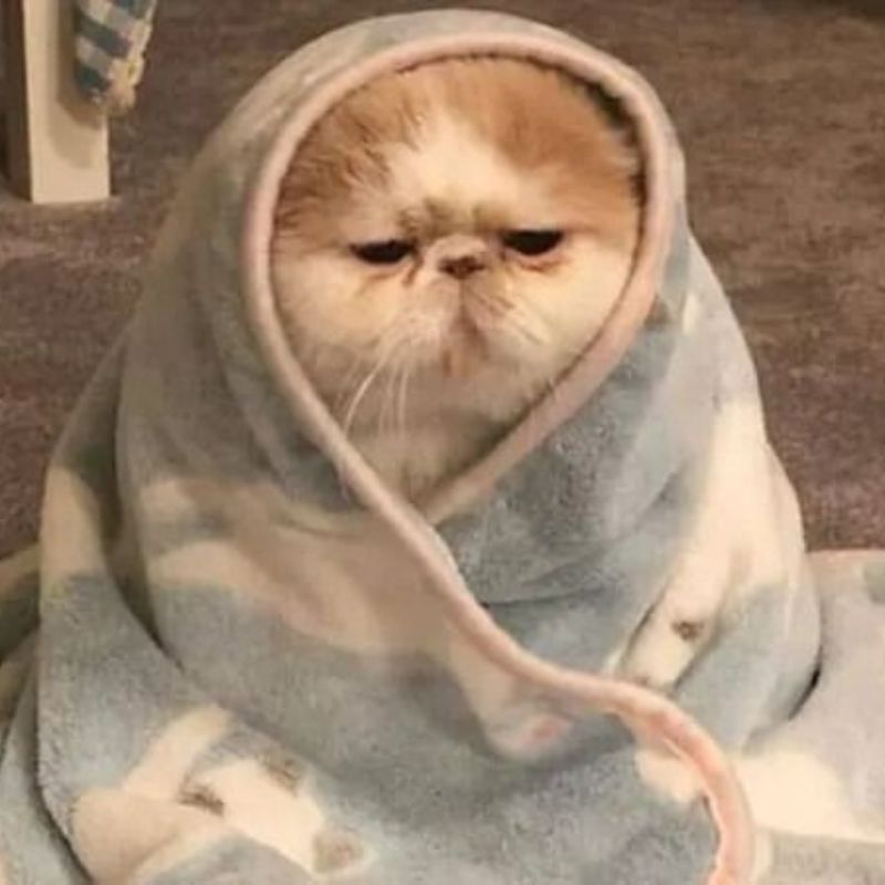 Meme mèo cạn kiệt năng lượng chỉ muốn đi ngủ