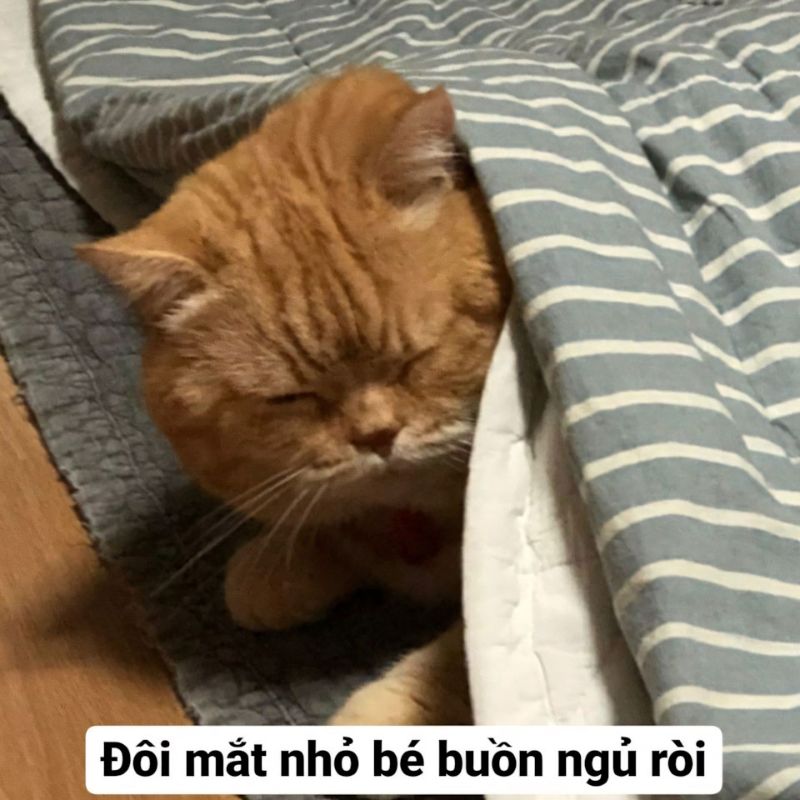 Caption đôi mắt nhỏ bé buồn ngủ rồi