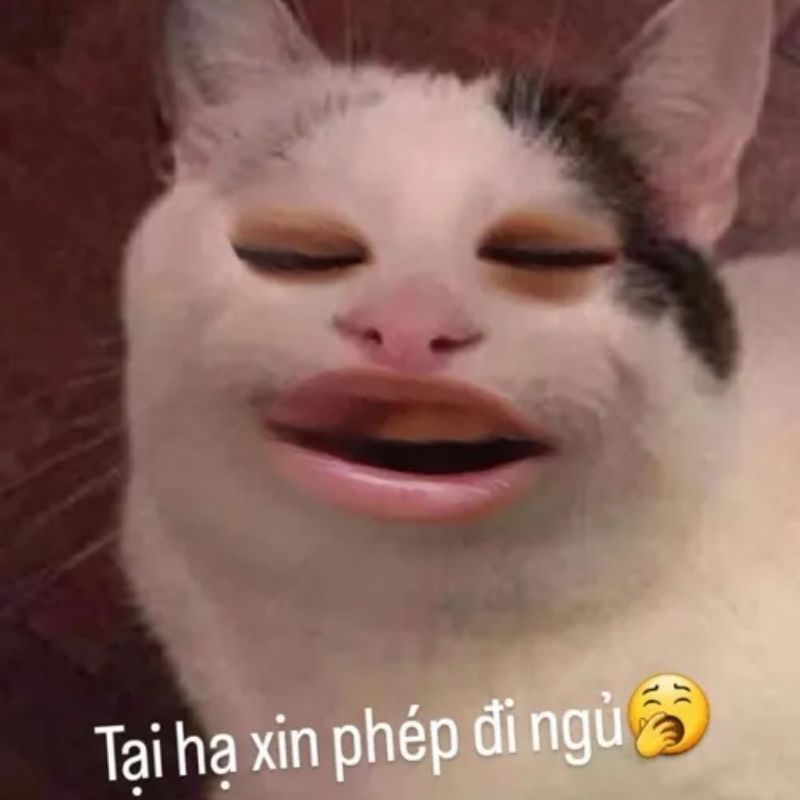 Meme mèo ghép mặt người hài hước với dòng chữ tại hạ xin phép đi ngủ.