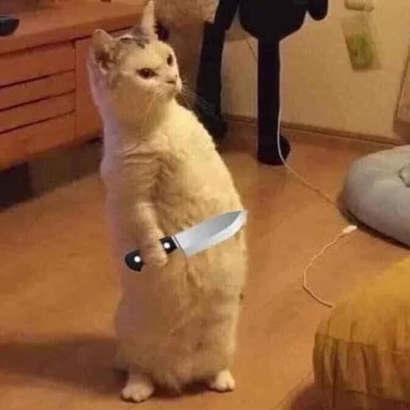 Meme chú mèo đứng bằng 2 chân cầm dao