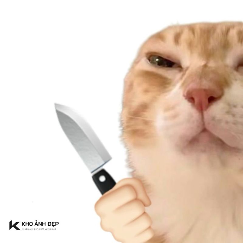 mèo cam cầm dao