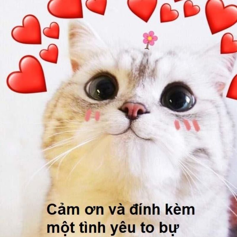 99+ meme cảm ơn đã lắng nghe hài hước cho slide kết thúc thuyết trình 25 meme cam on da lang nghe 25