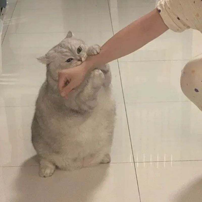 ảnh mèo cắn tay