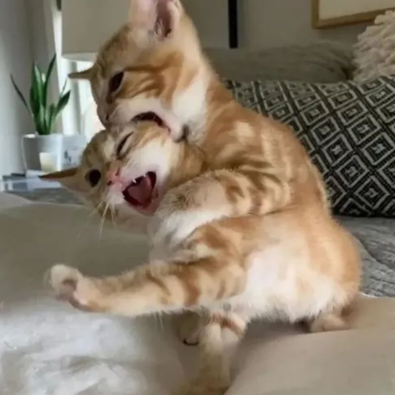 meme mèo ngoặm đầu hài hước