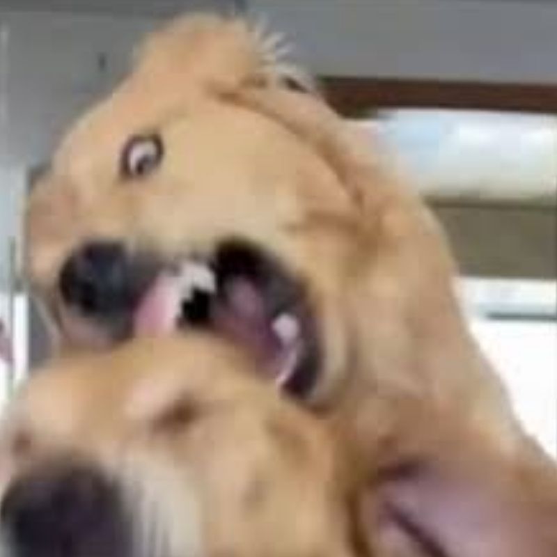meme chó cắn hài hước