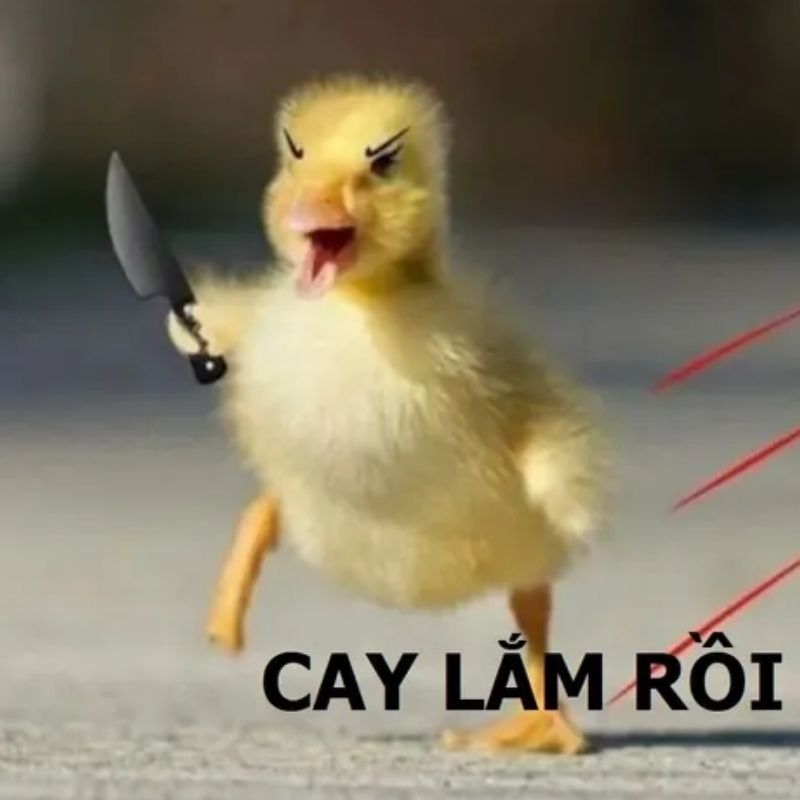 hú vịt con màu vàng đang cầm dao dí