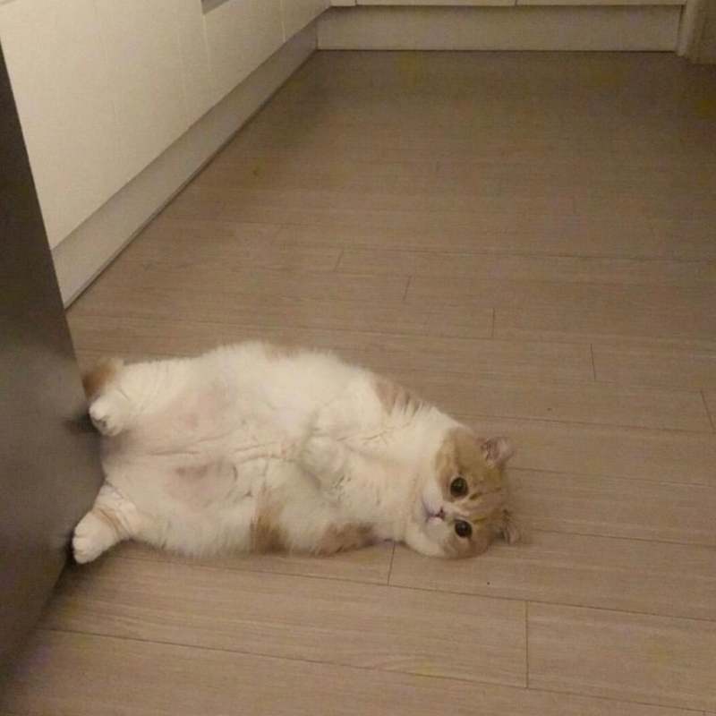 meme mào nằm "chết" lặng