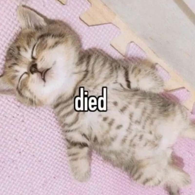 ảnh mèo nằm bất tỉnh kèm chữ "died"