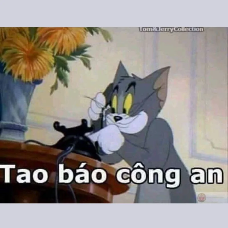 ảnh mèo tom báo công an hài hước