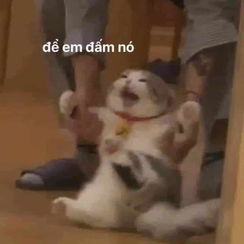 Meme mèo bị kéo đi kèm dòng chữ để em đấm nó