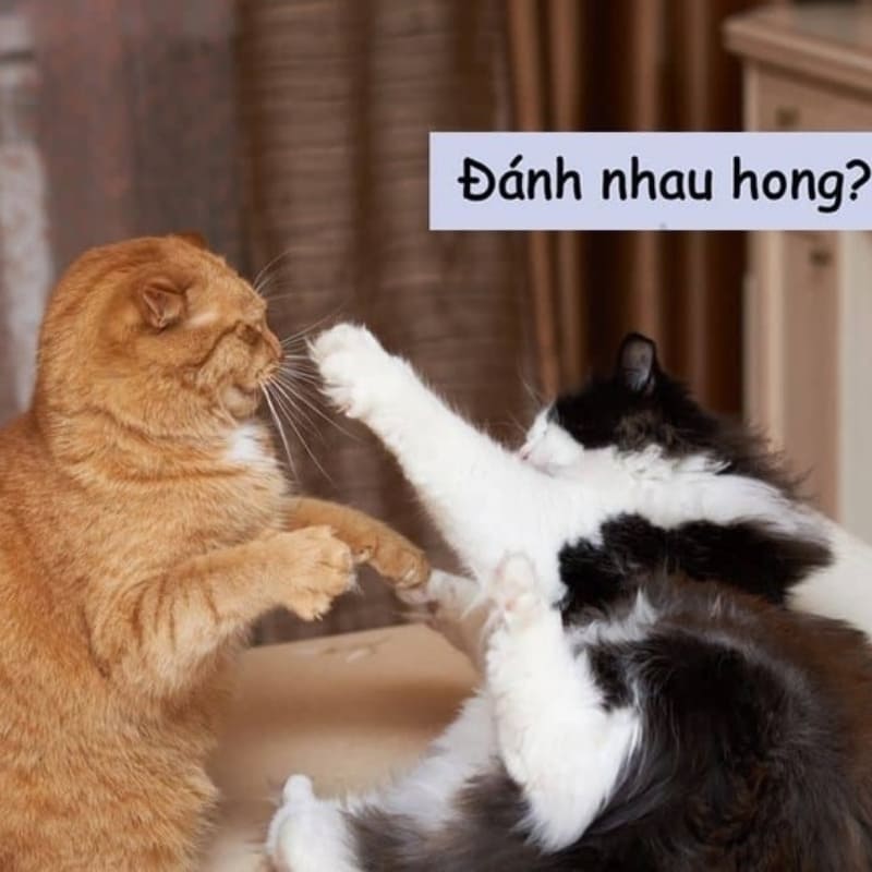 ảnh 2 con mèo đang giỡn với nhau