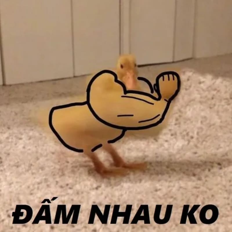Ảnh chế chú vịt có cánh tay cơ bắp rủ đấm nhau không