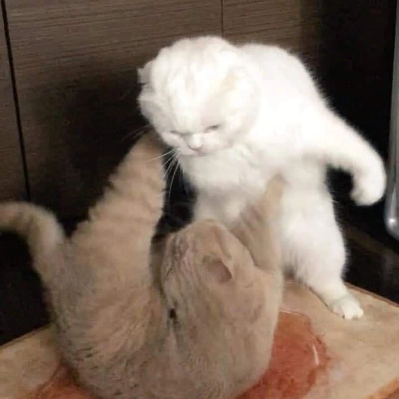 meme đấm mèo