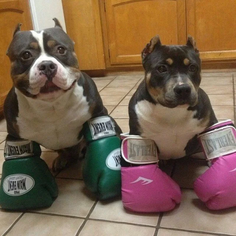 Meme hai chú chó American Bully đeo găng tay đấm bốc trong phòng