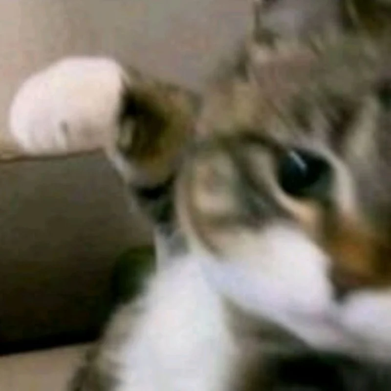 Meme mèo sọc vằn giơ chân trước đấm thẳng hướng màn hình camera.