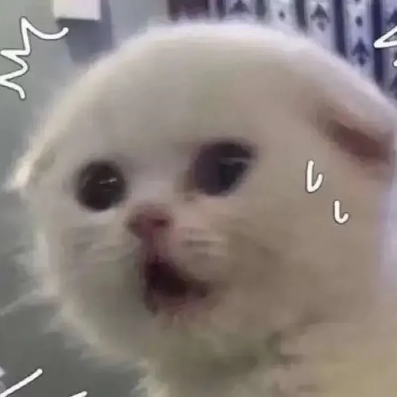 Meme đổ mồ hôi chú mèo con há hốc miệng kinh ngạc và hoảng sợ
